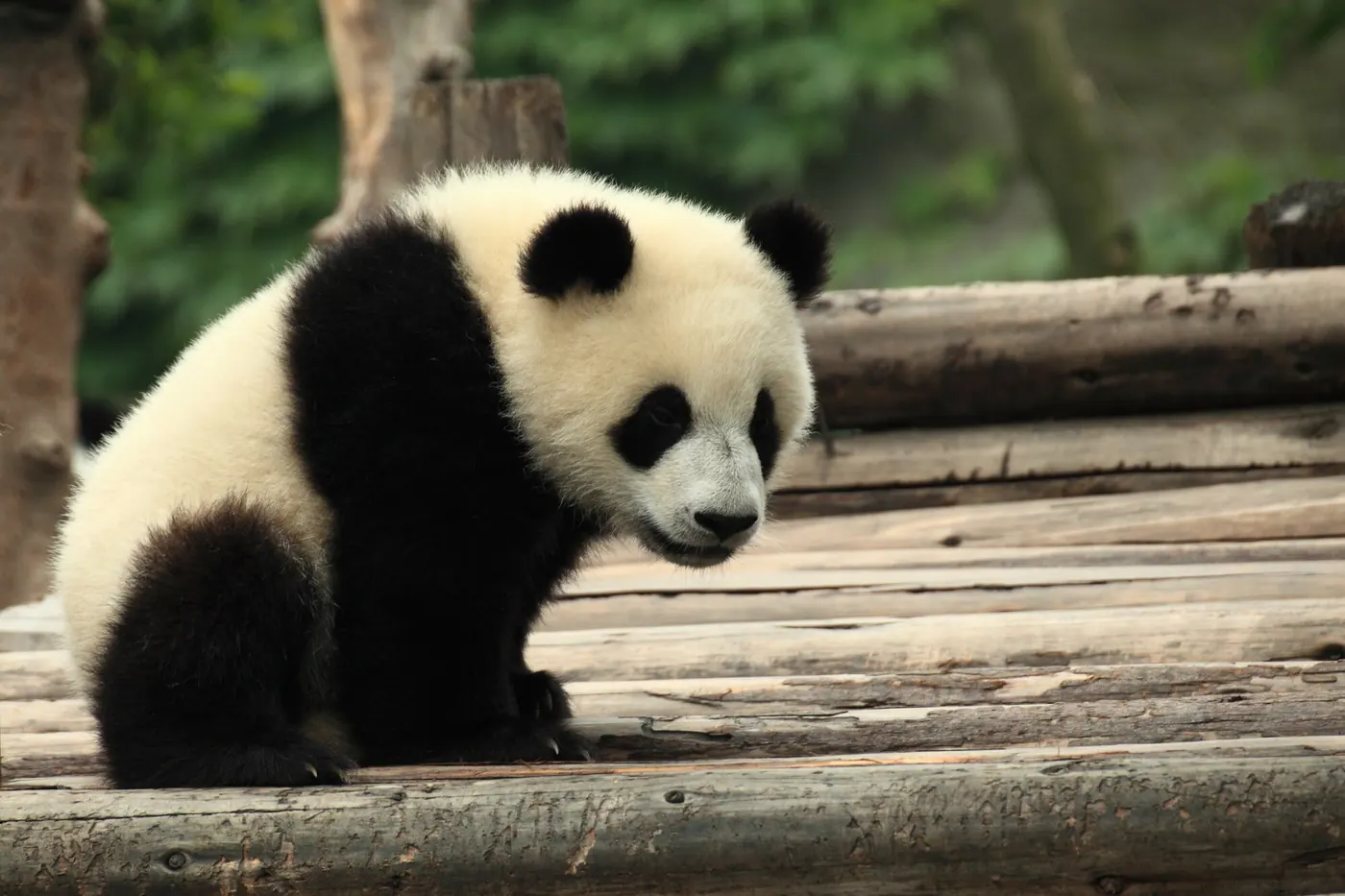 Keeper for a Day at the Panda Base